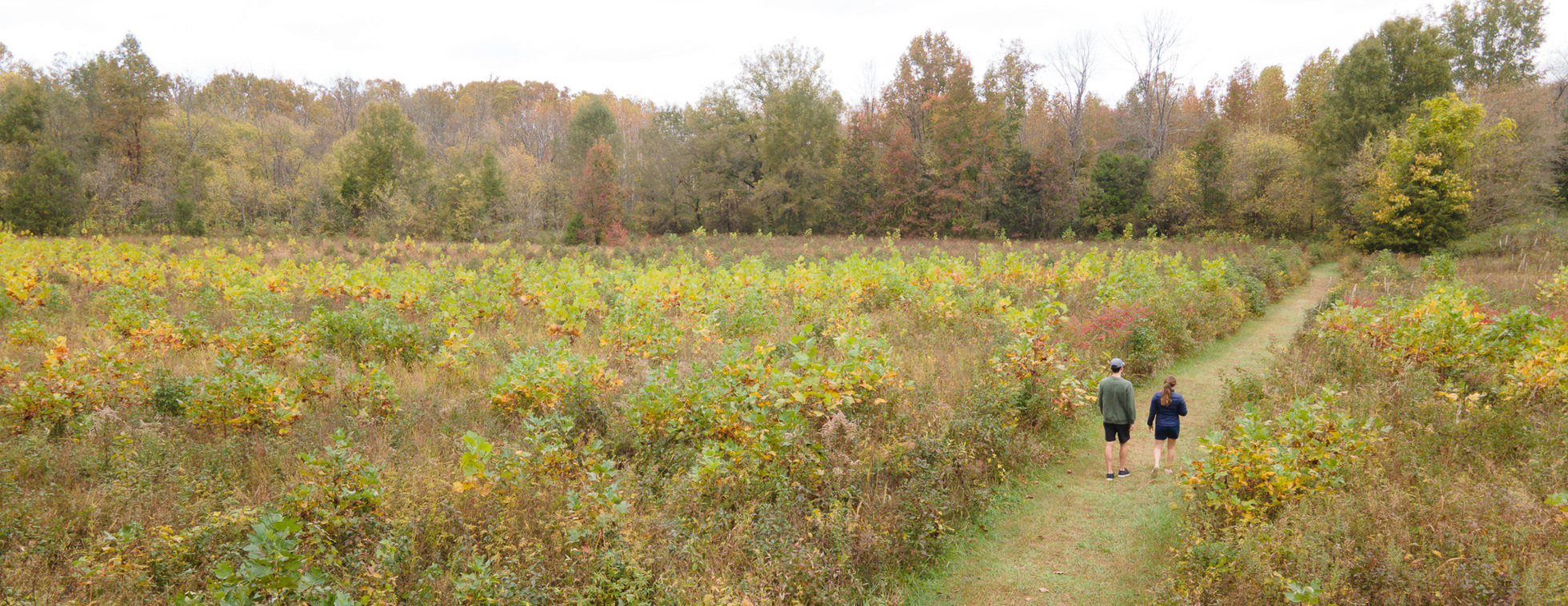 Guided Hike at Black Walnut Bottoms Trail in Historic Bethania